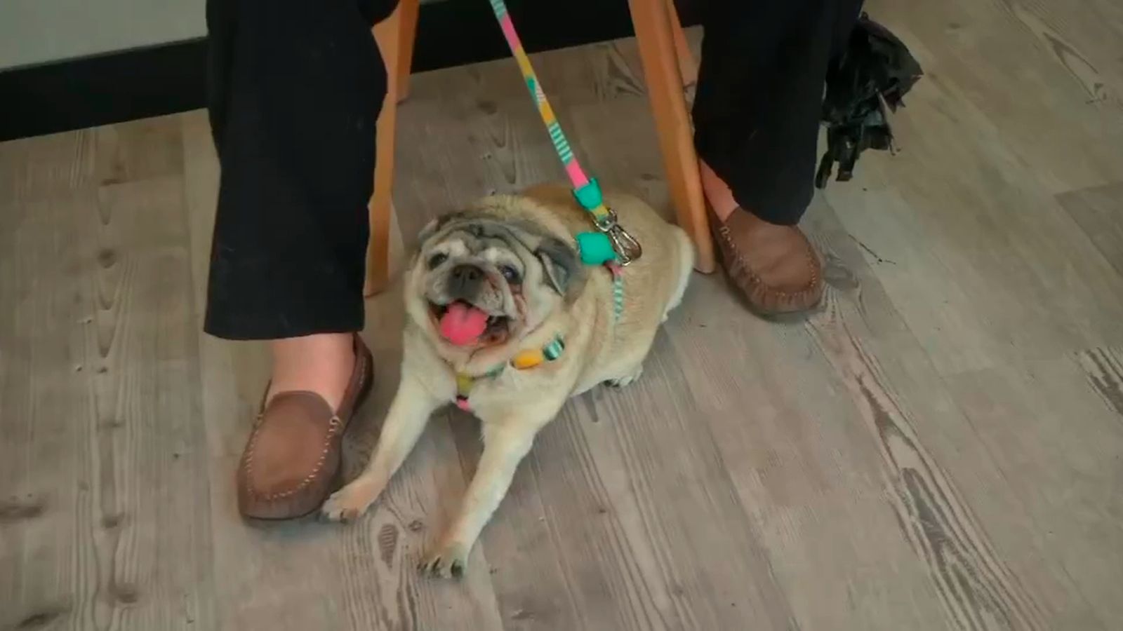 La Real Sociedad Canina alerta sobre la protección en perros a los golpes de calor