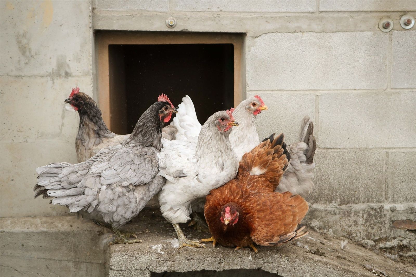 El Gobierno decreta el confinamiento de todas las aves de corral criadas al aire libre