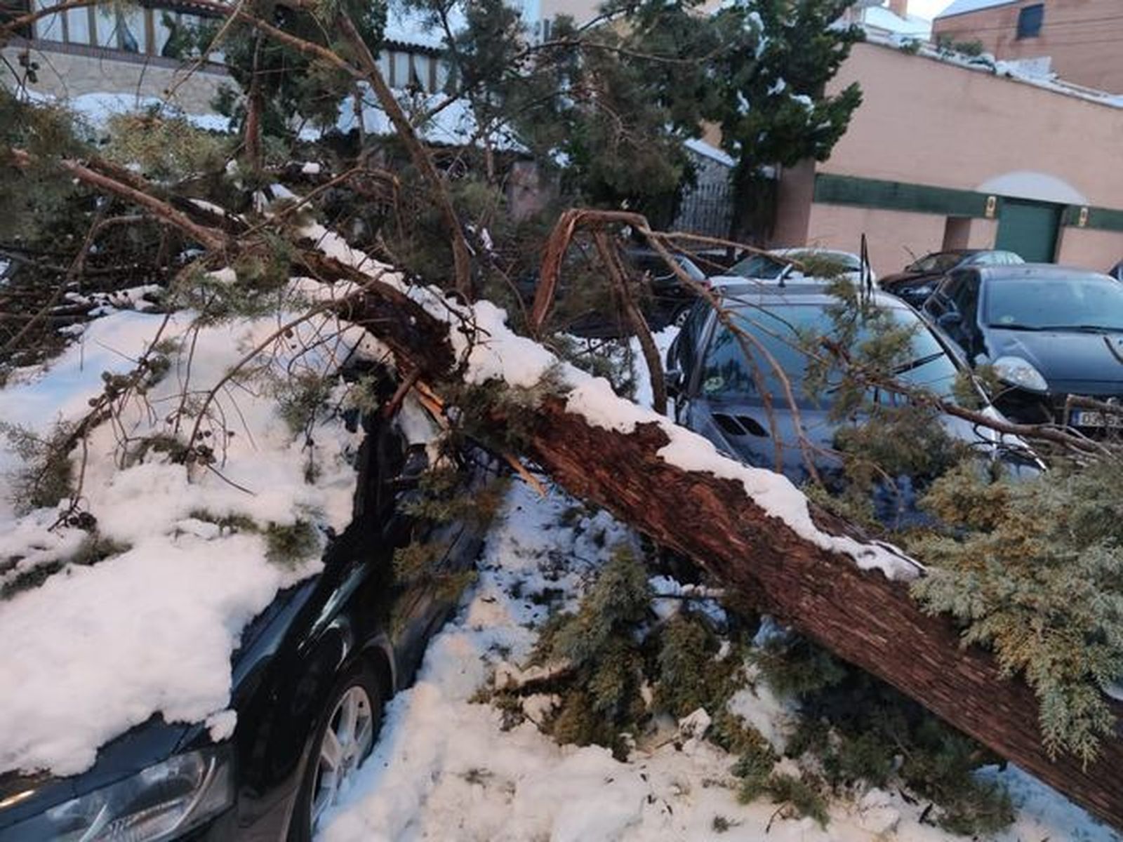 Árbol caído sobre varios vehículos en una calle de Valdemoro