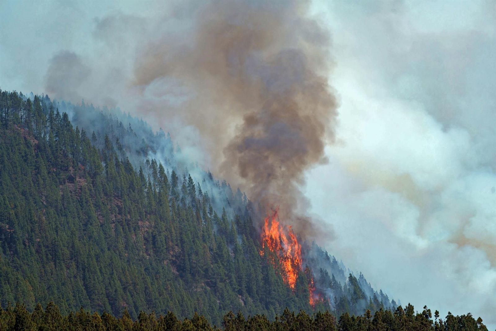 Casi 100.000 hectáreas forestales calcinadas en dos semanas, más que en todo 2021