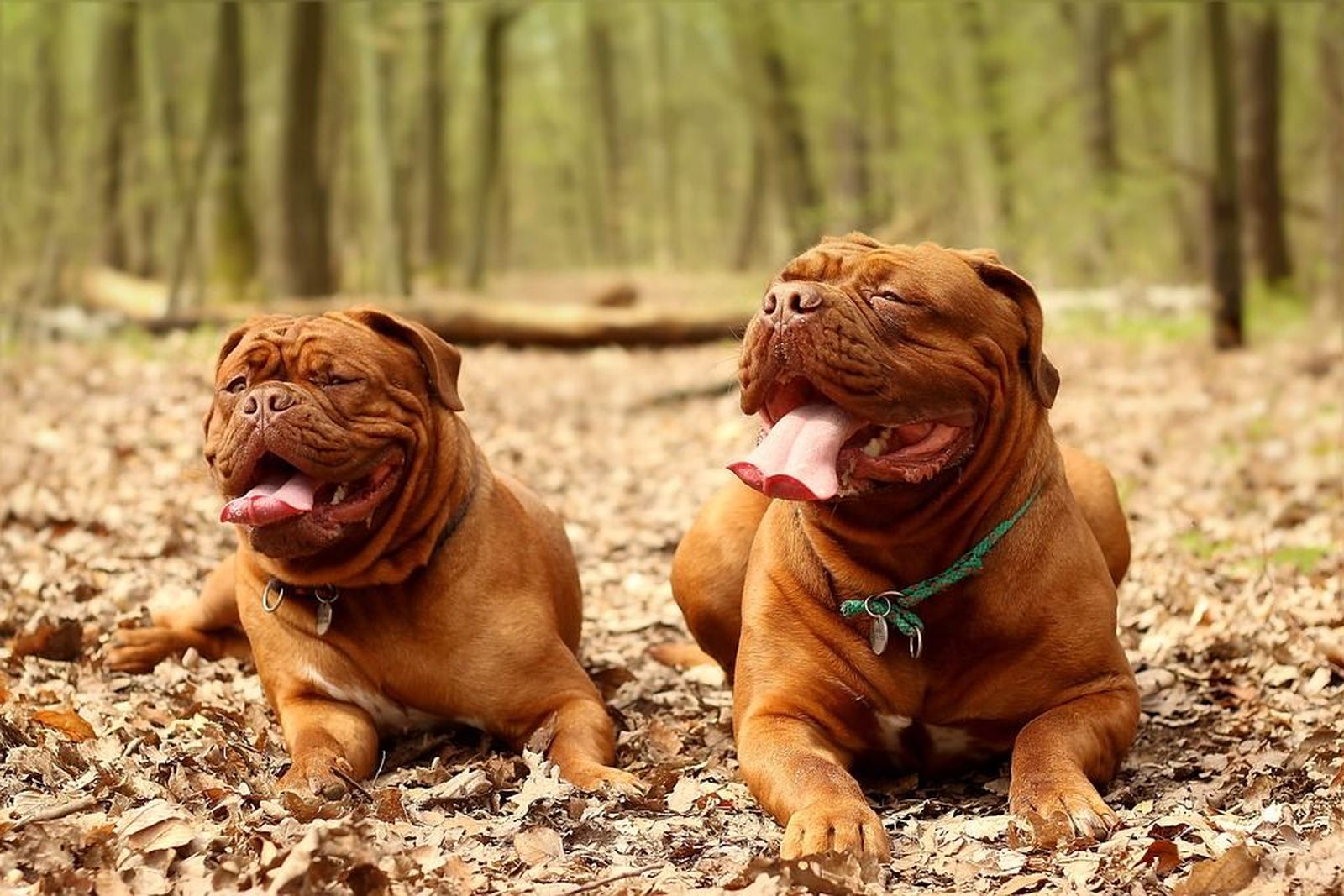 ¿Por qué atacaron los dos dogos de Burdeos a sus dueñas, Luisa y Eva?