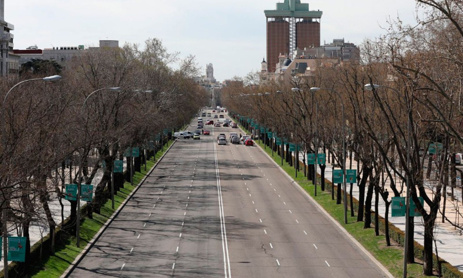 Árboles en el Paseo de la Castellana de Madrid