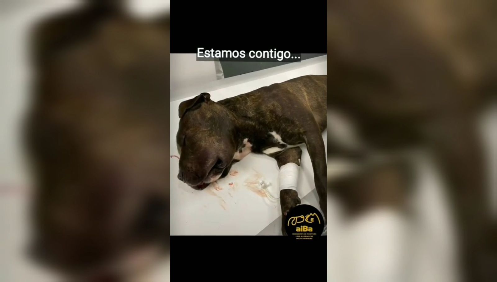 La policía de Valdemoro investiga a un vecino acusado de tirar a su perro desde un quinto piso en Nochebuena