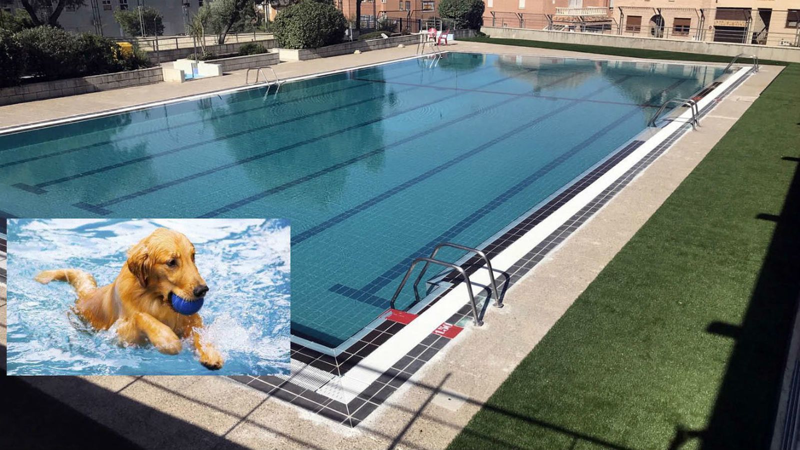 Chapuzón perruno