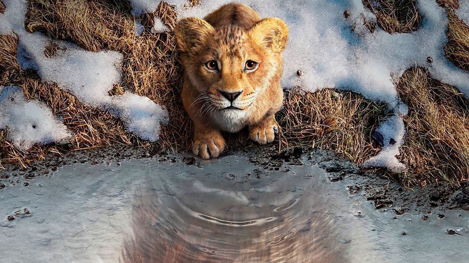 'Mufasa: El Rey León se estrena en Navidad'