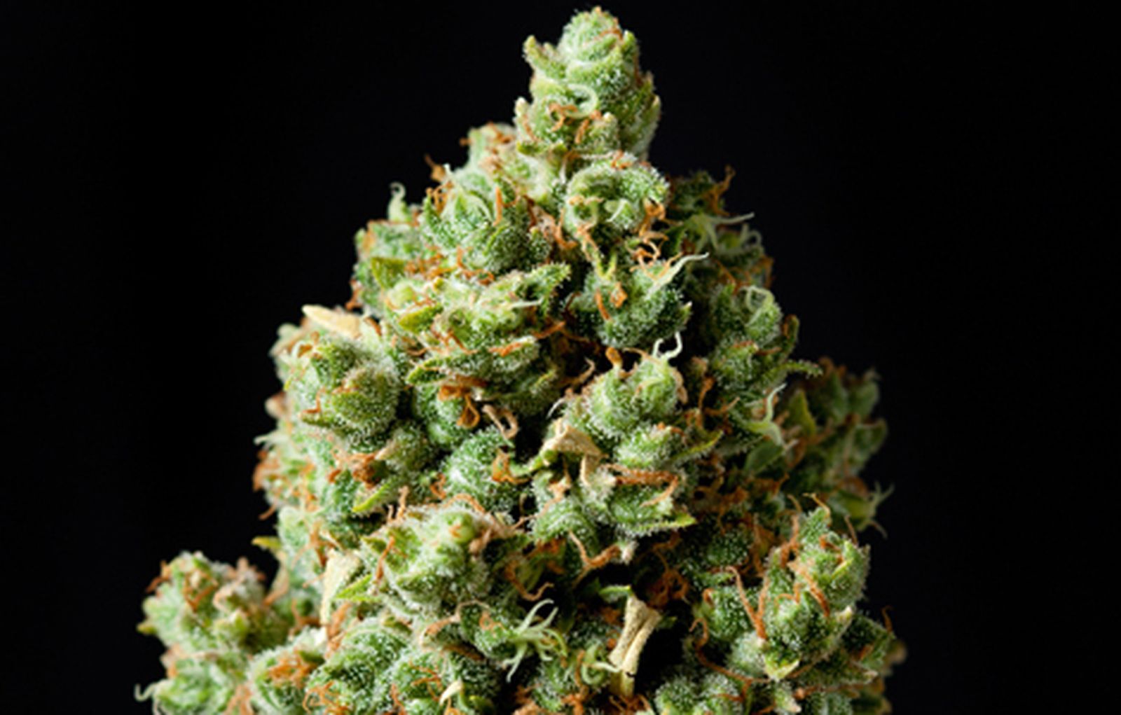 La Guardia Civil acaba con tres plantaciones de marihuana y detiene a varias personas