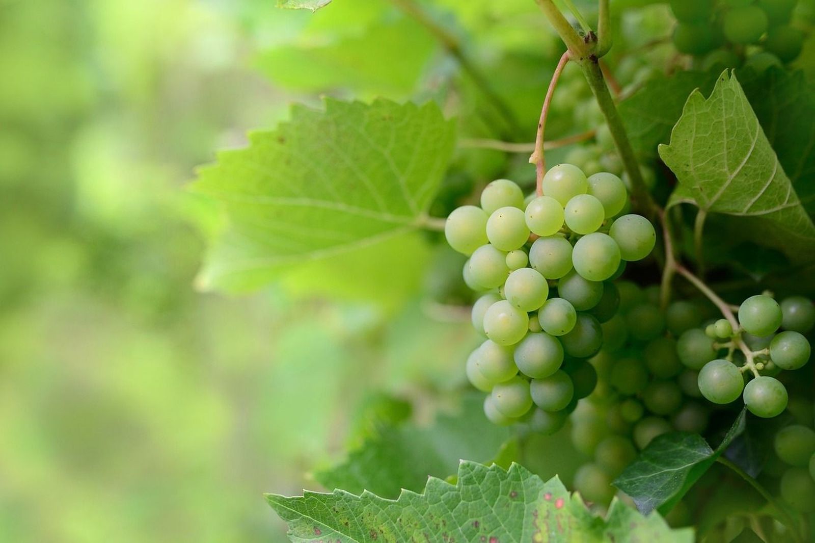 Los peligros de las uvas para los más pequeños y cómo evitarlos
