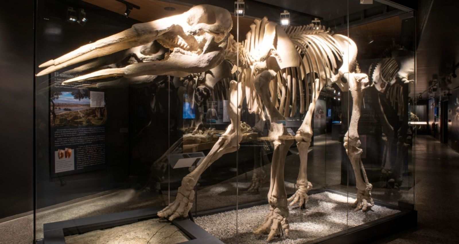 Réplica de un dinosaurio en el Museo Arqueológico y Paleontológico de la Comunidad de Madrid