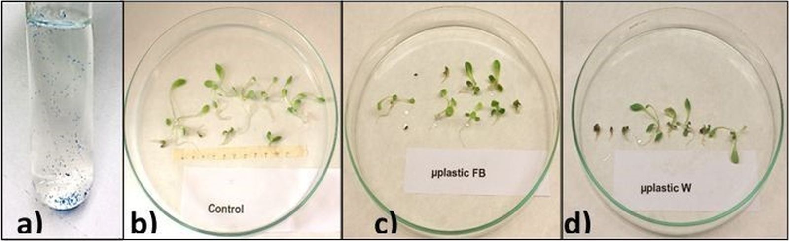 Cultivos in vitro de plantas con microplásticos