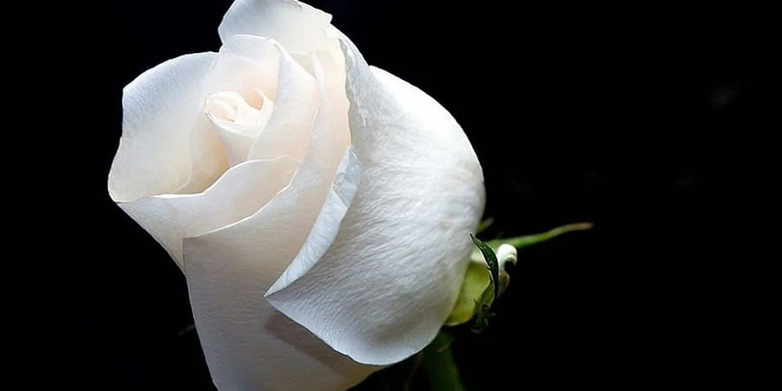 La dama de la rosa blanca: la misteriosa historia de un romance en torno a la iglesia San José