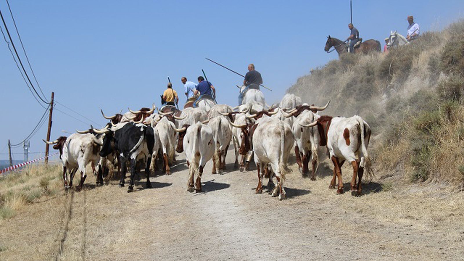 Ganado, jinetes y caballos por los caminos de Galapagar