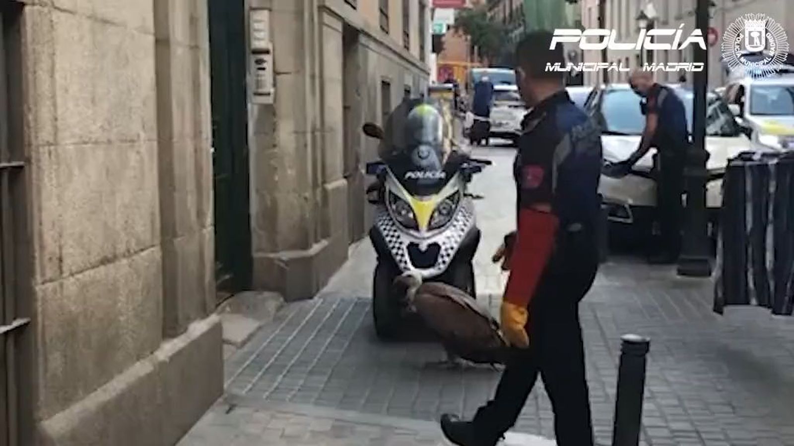Rescatan a un buitre desorientado en Malasaña tras la última tormenta en Madrid