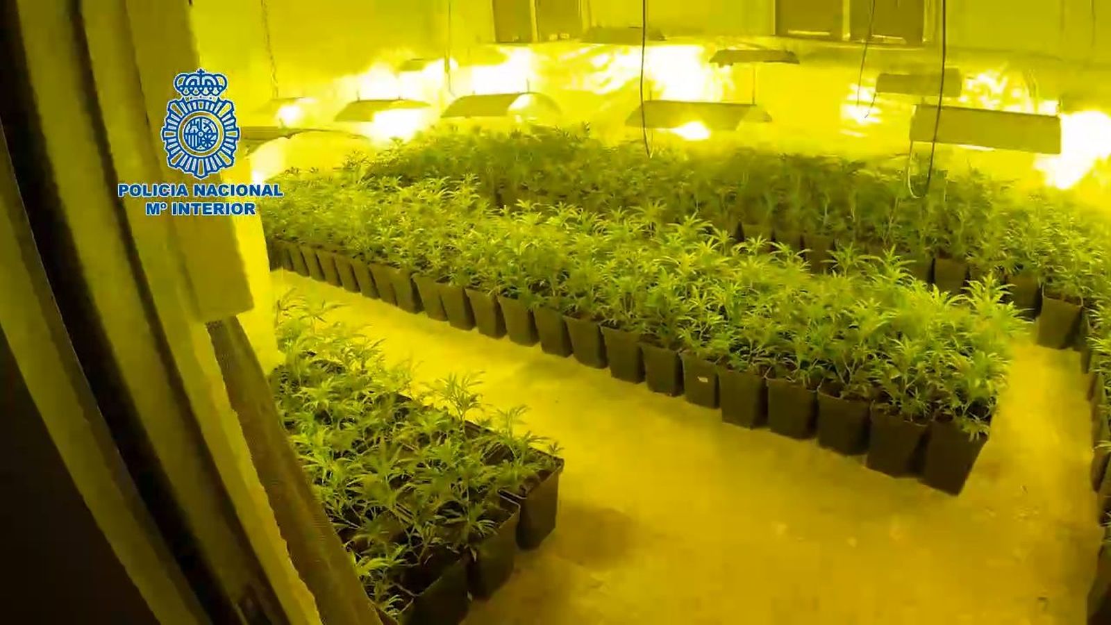 Desarticulada una organización criminal vinculada al clan Kavac dedicada al tráfico de drogas
