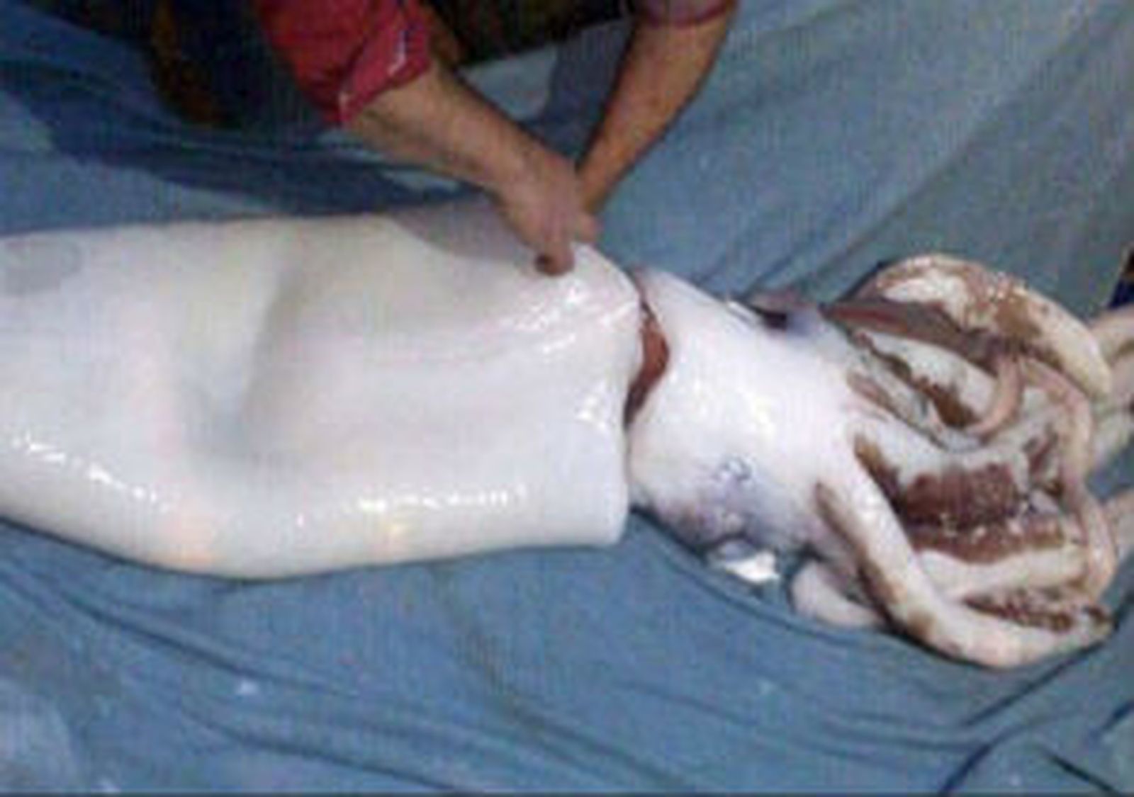 Calamar gigante