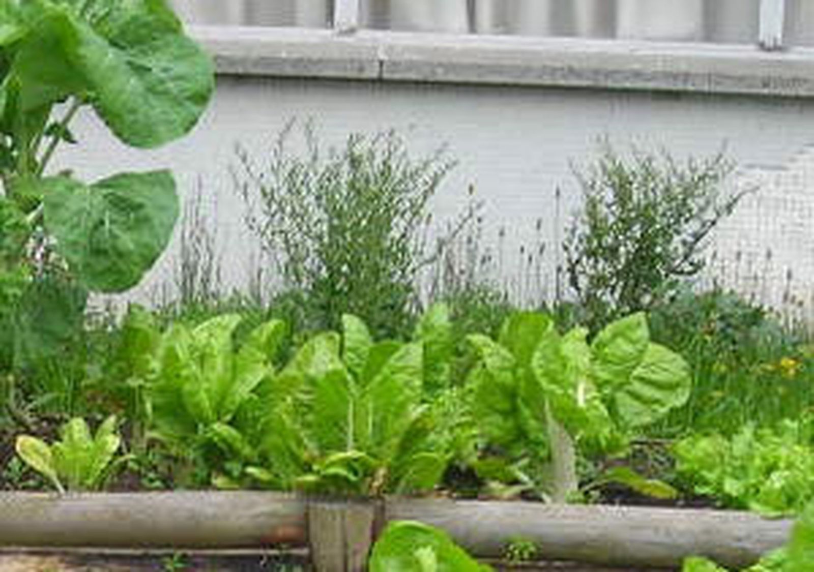 Huerto urbano
