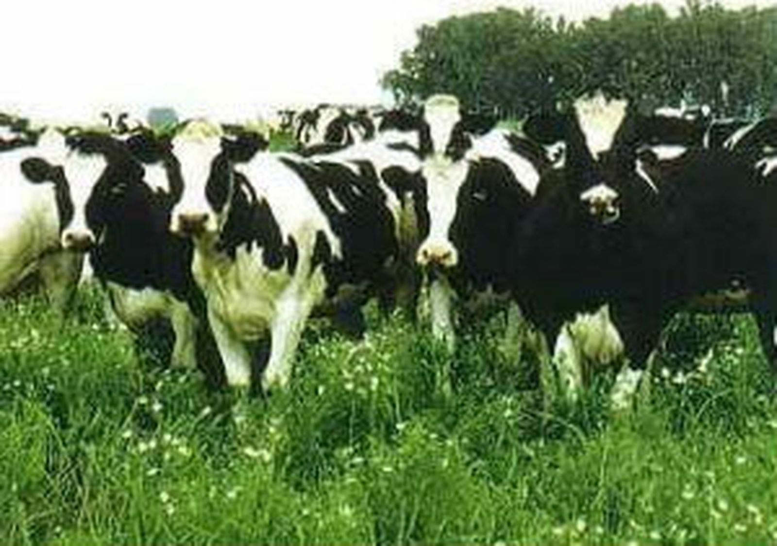 Vacas