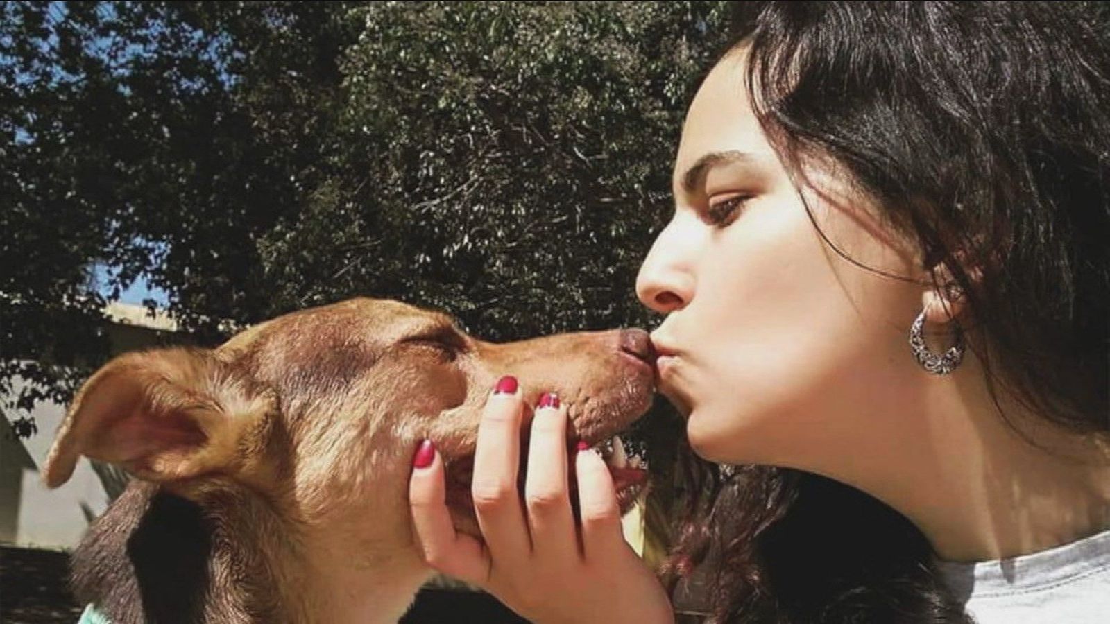 Custodia compartida para una mascota tras la separación de sus dueños