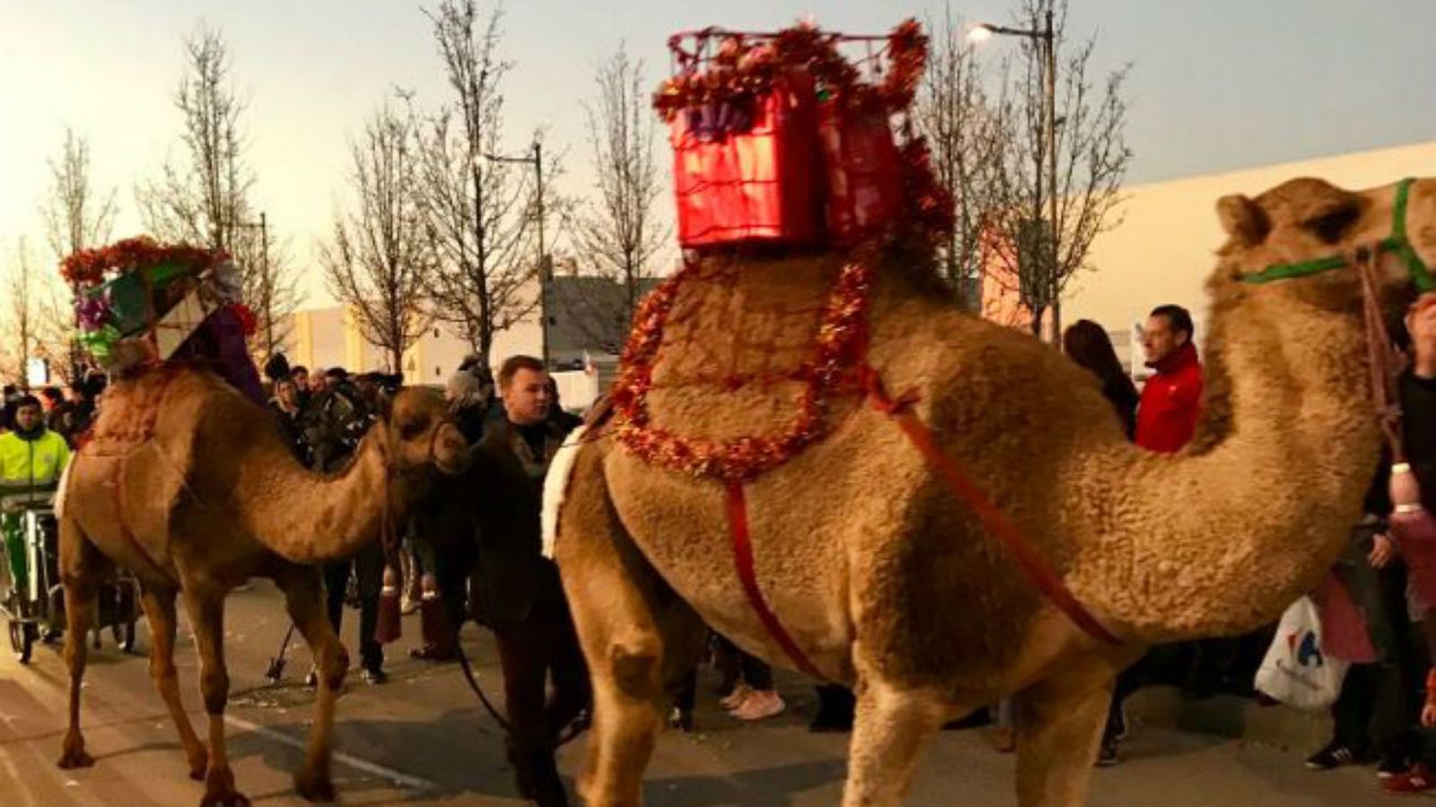El Gobierno prohibirá los animales en circos, Cabalgatas y exigirá un curso de formación  acreditado para la tenencia de perros