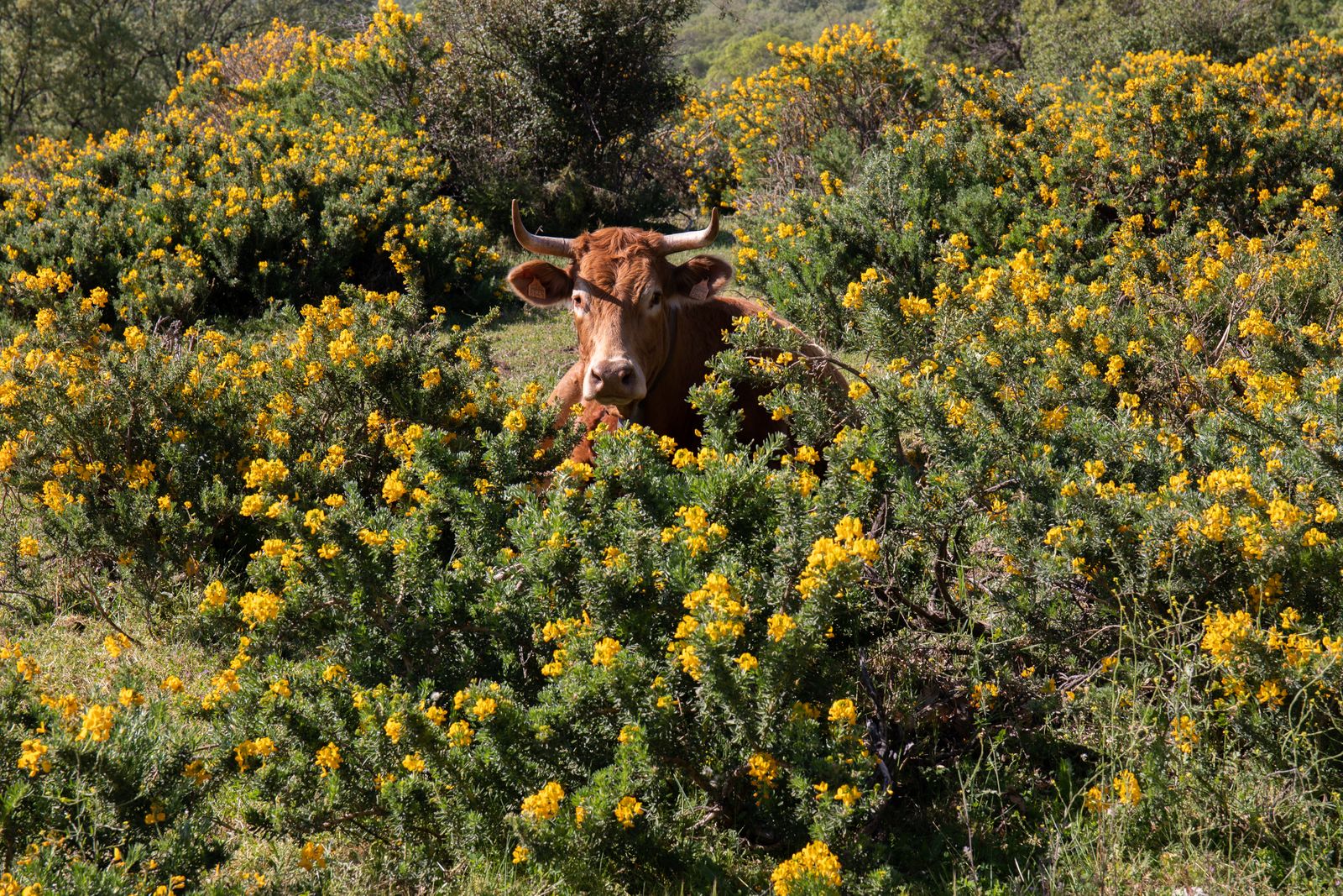 Una vaca entre la flor del cambroño, durante el II Festival de la Floración del Cambroño,