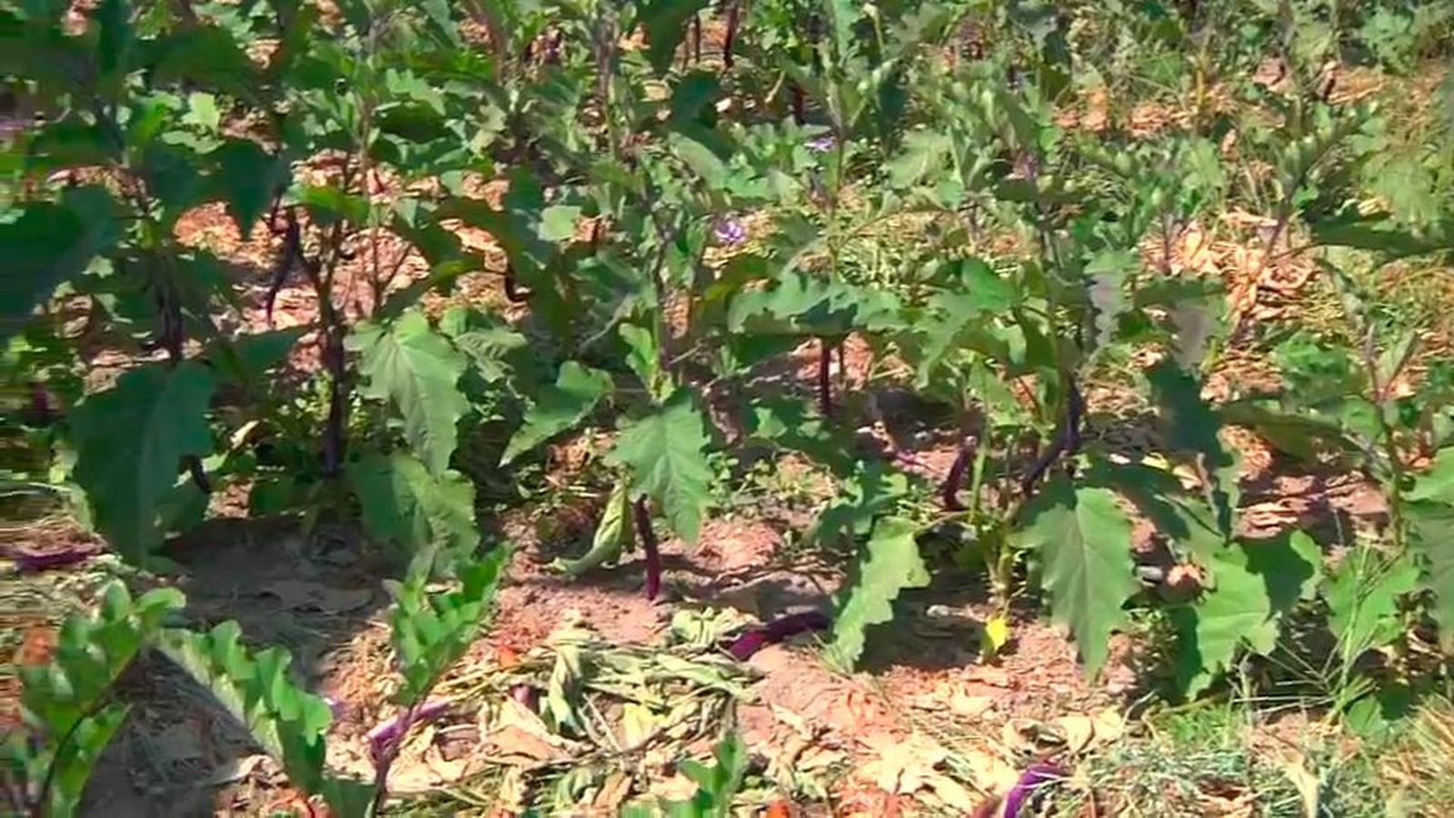 Agricultores de Andalucía buscan soluciones a los precios bajos que reciben por sus productos: la venta directa