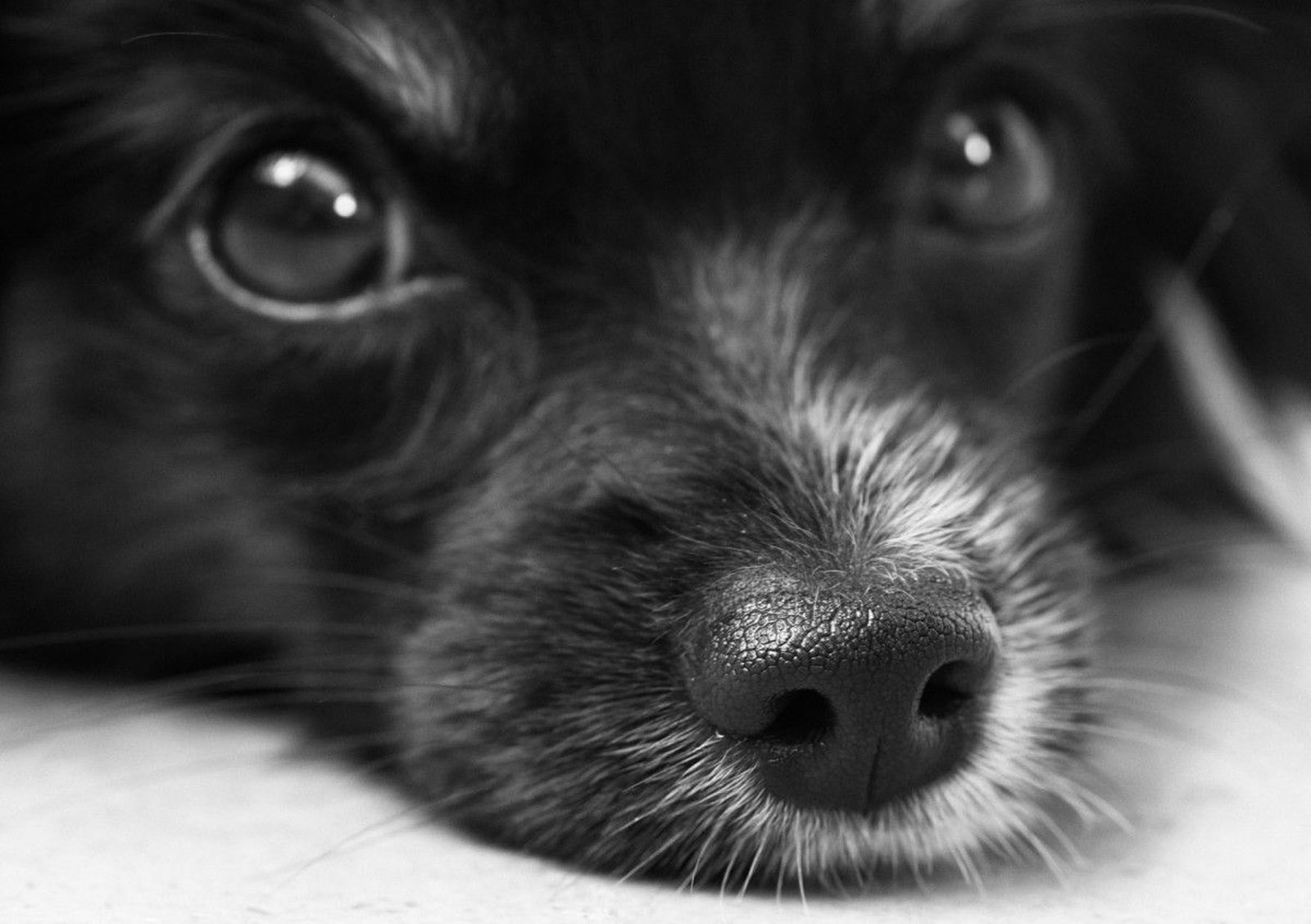 La Generalitat pretende que los condenados por maltrato animal no puedan tener la custodia de sus hijos