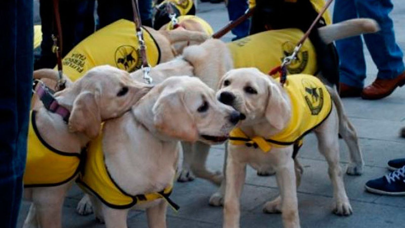 Perros guía en las instalaciones de la escuela en Boadilla del Monte