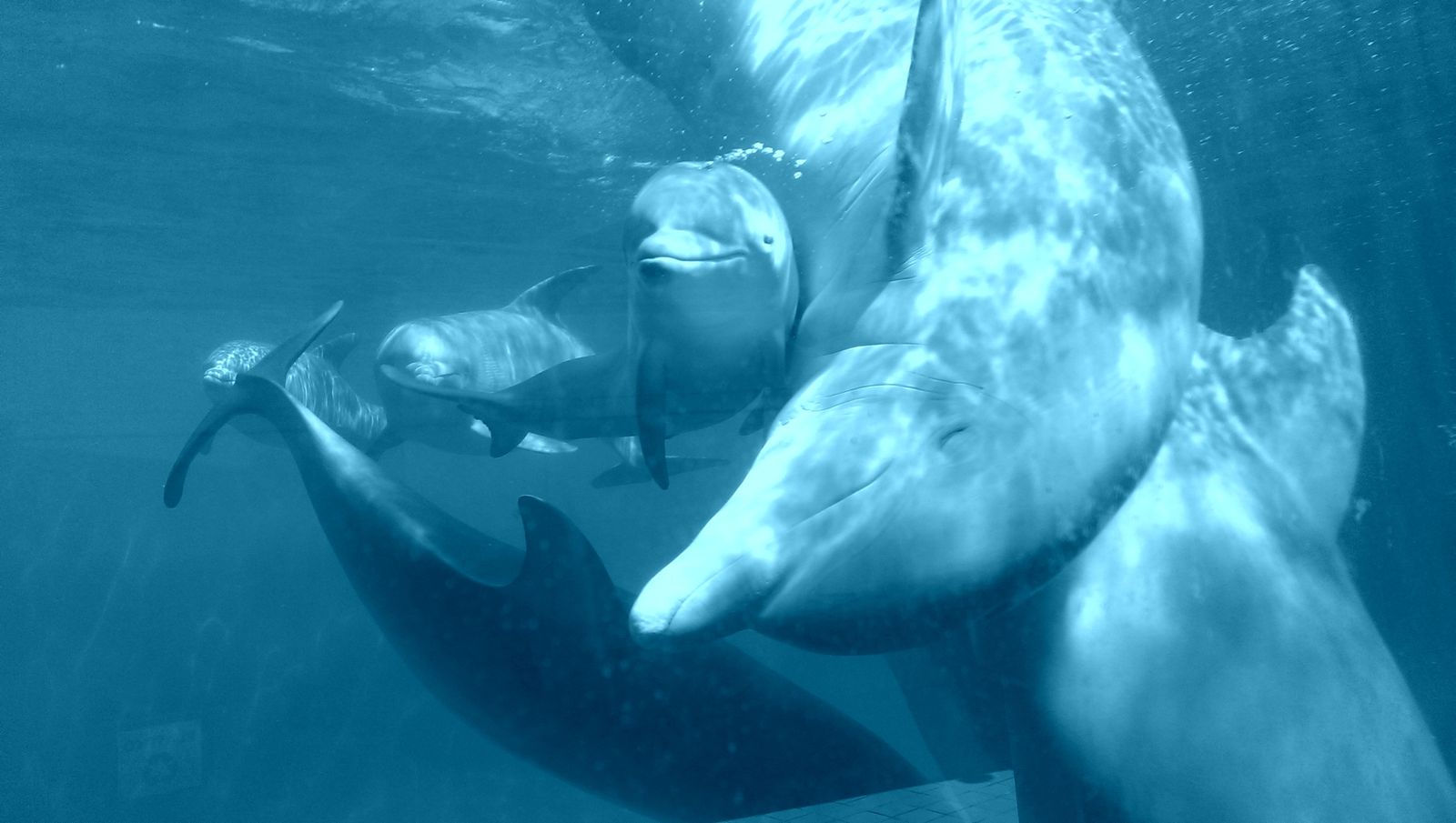 TERCERDELFIN
