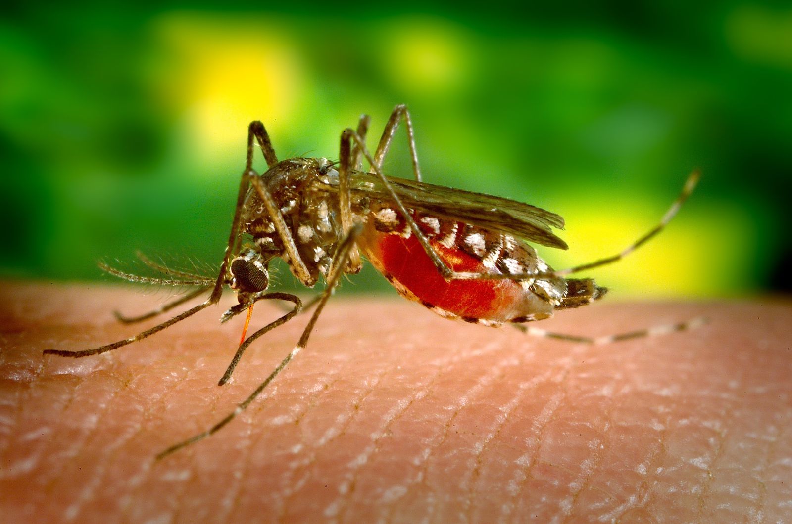 Mosquito hembra con el abdomen lleno de sangre