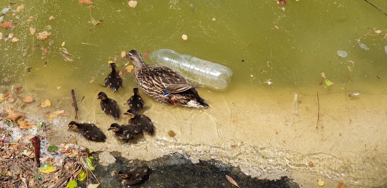 Una hembra de ánade real con sus crías nadando en el lago del Parque Juan Carlos I de Madrid