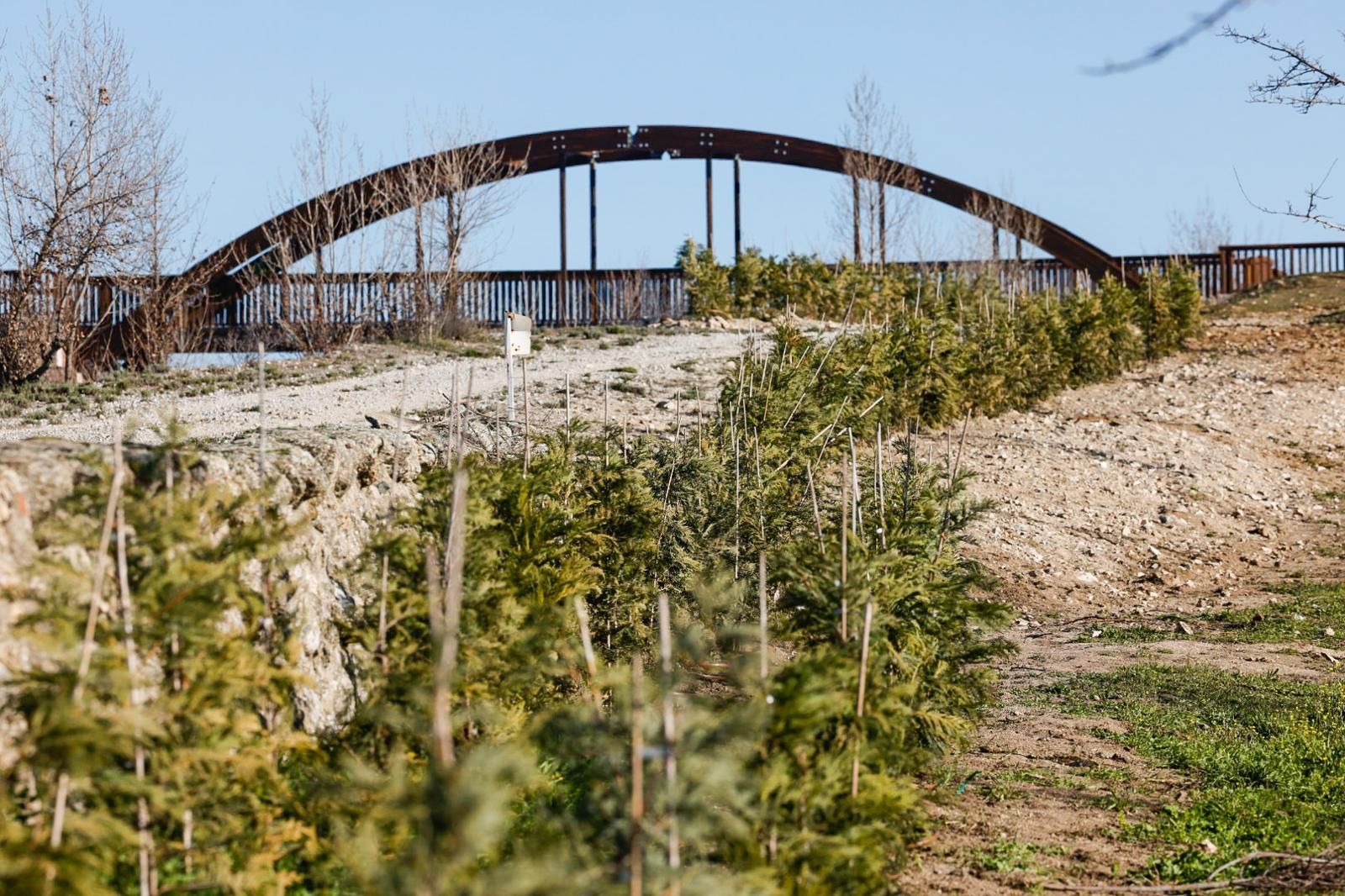 Plantones de ciprés cerca de la carretera de Hoyo de Manzanares, en Colmenar Viejo