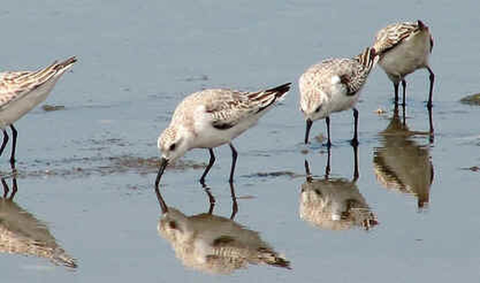 Decenas de actos lúdicos para celebrar el Día Mundial de las Aves Migratorias