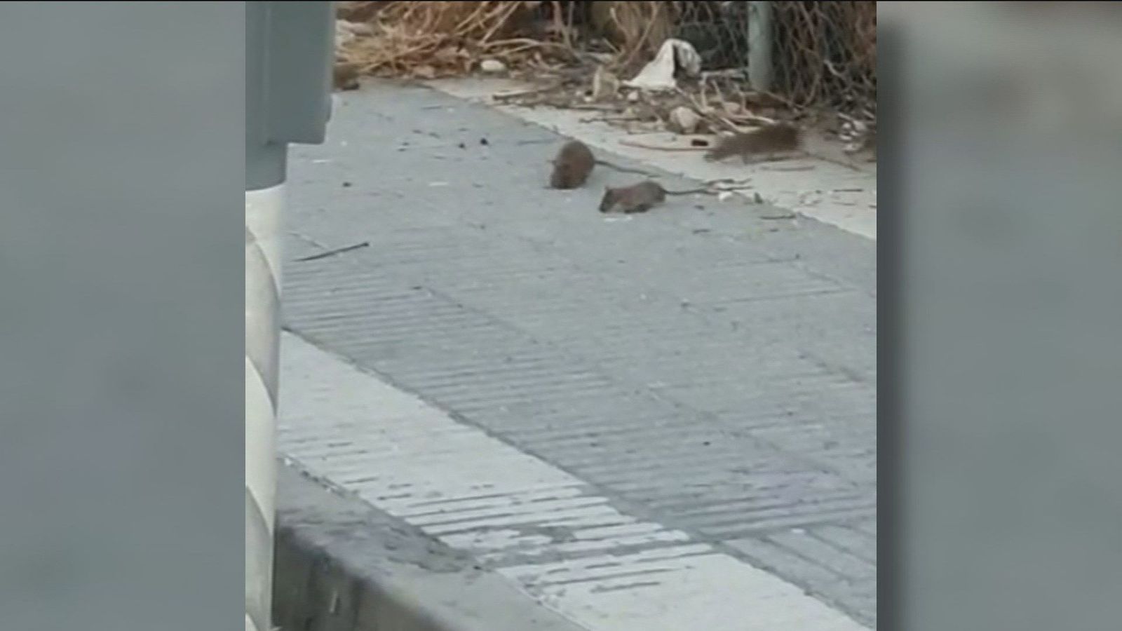 Las ratas atemorizan al barrio del Restón en Valdemoro