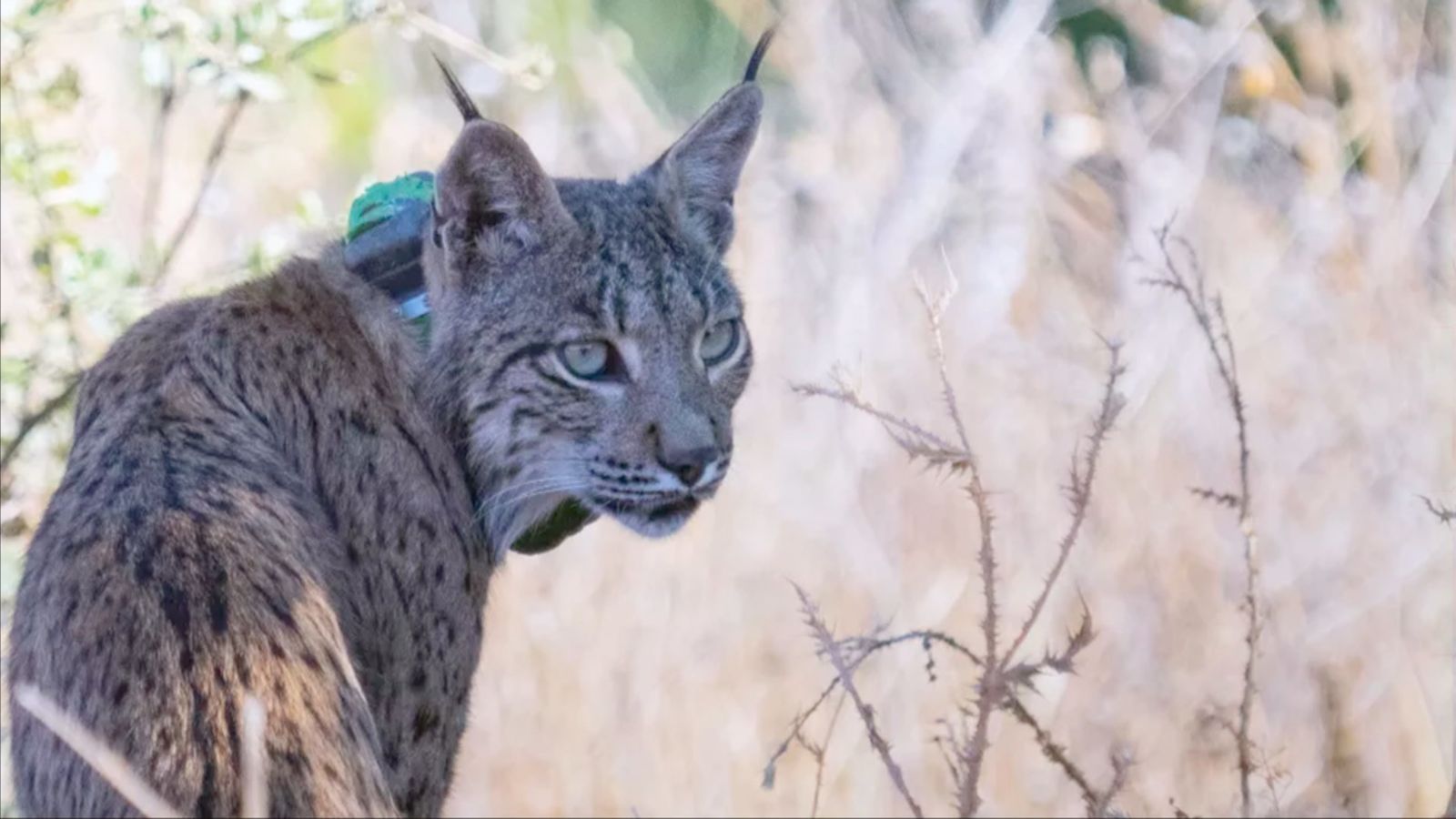 Confirmada la presencia de un lince ibérico en el noreste de Madrid