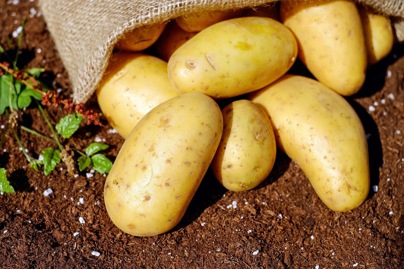 De organizar bodas a cultivar hortalizas, reinventarse tras la covid