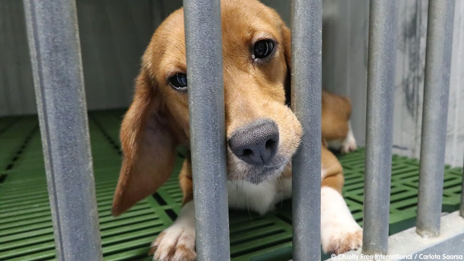 Un ejemplar de la raza beagle dentro de una jaula
