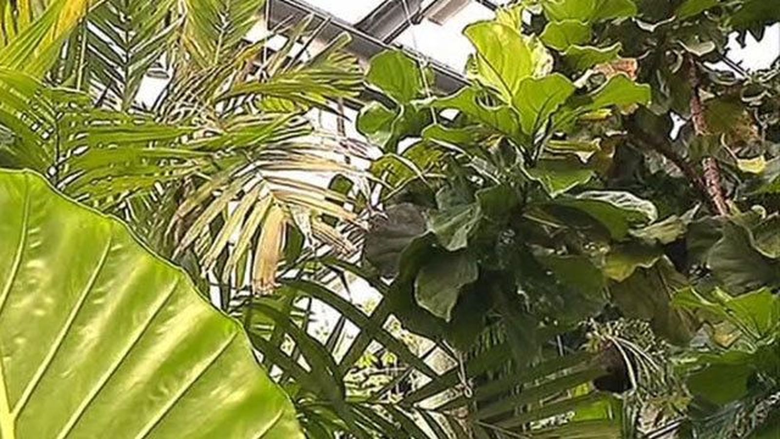 El Jardín Botánico, el quinto museo más visitado de España durante 2014