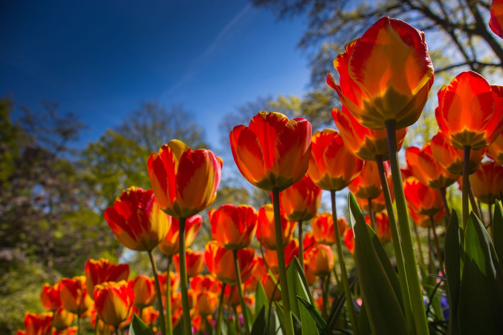 El Real Jardín Botánico nos expone sus clásicos tulipanes de primavera