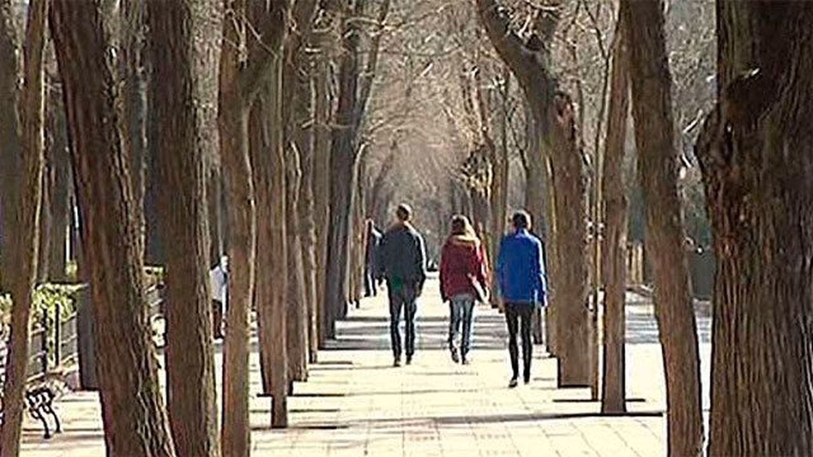 El Ayuntamiento reducirá un 20% el número de árboles en el paseo de Rosales