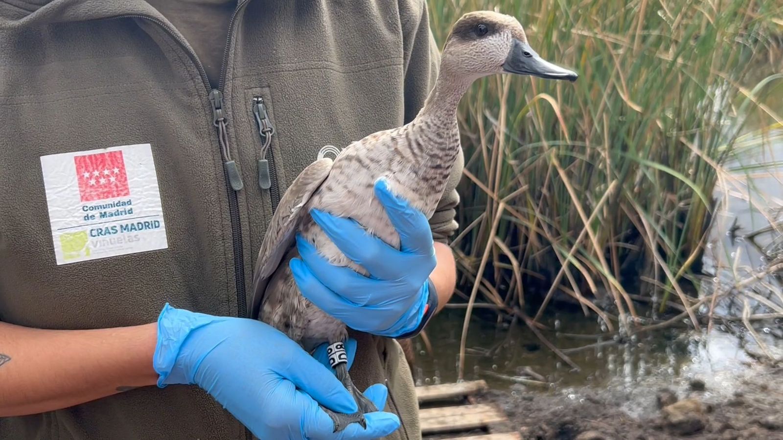 Cerceta anillada antes de ser reintroducida en la Laguna de El Porcal, en Rivas