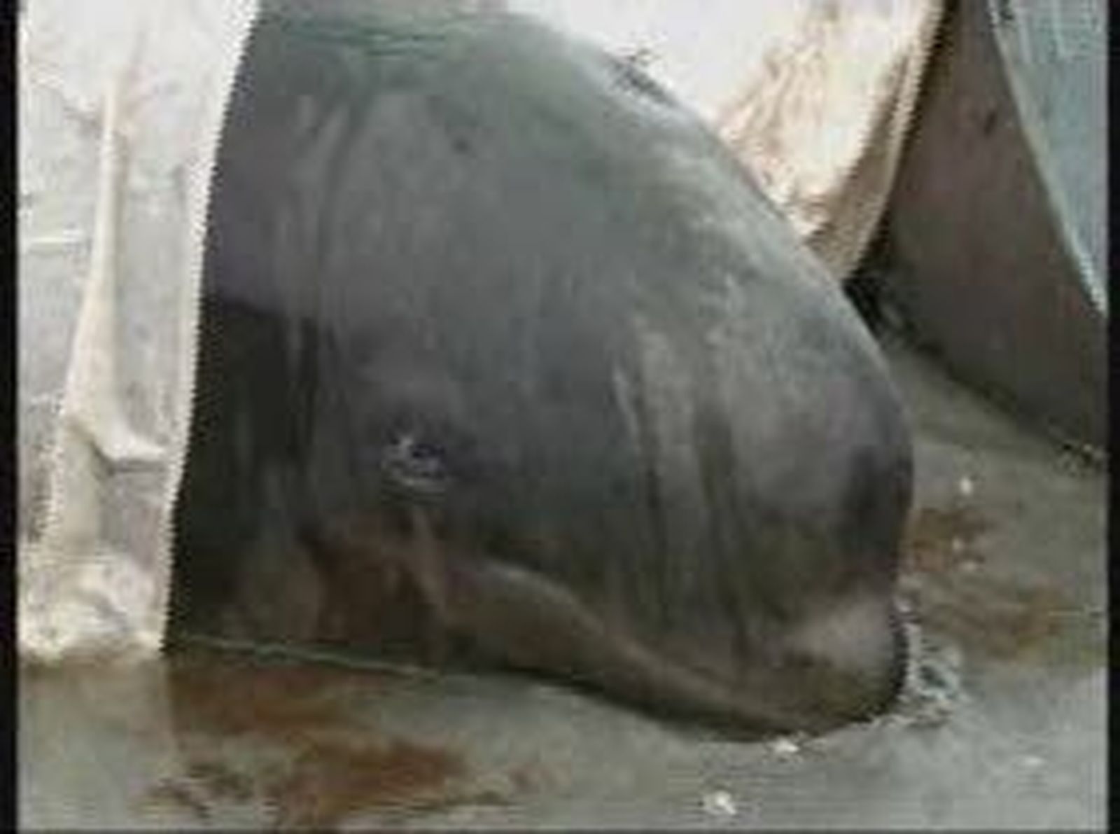 Cuarenta ballenas piloto siguen varadas en Nueva Zelanda