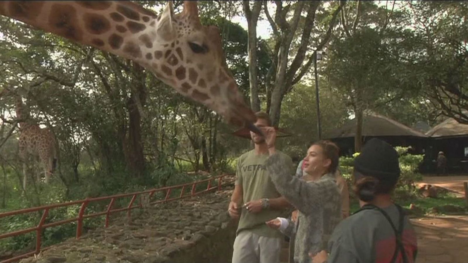 Plan para salvar a las jirafas en Kenia