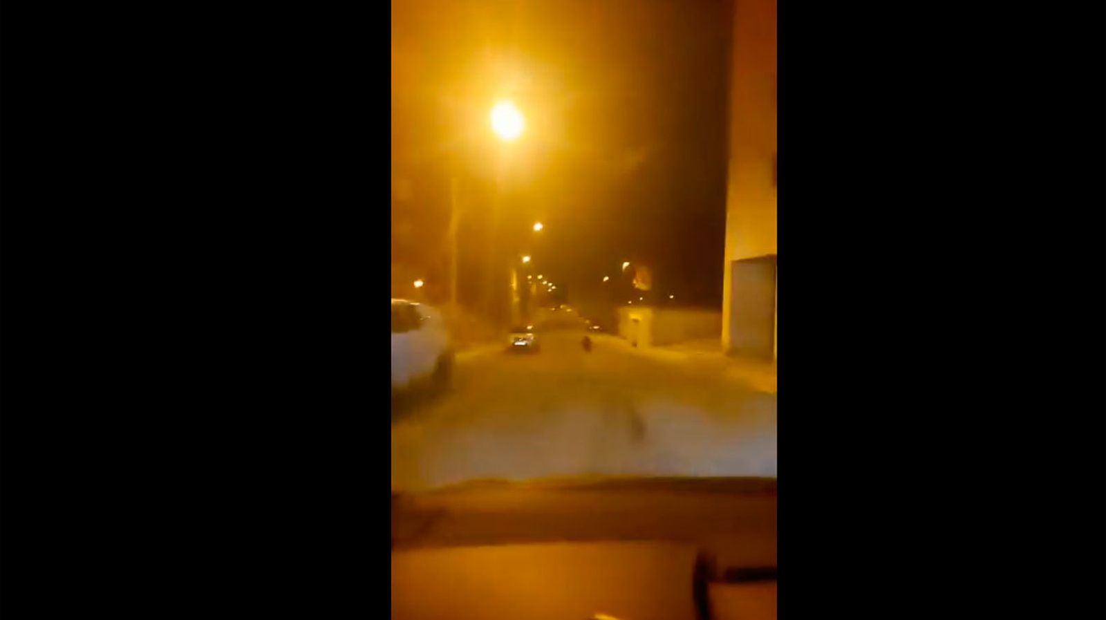Localizan un oso en el centro de Ponferrada