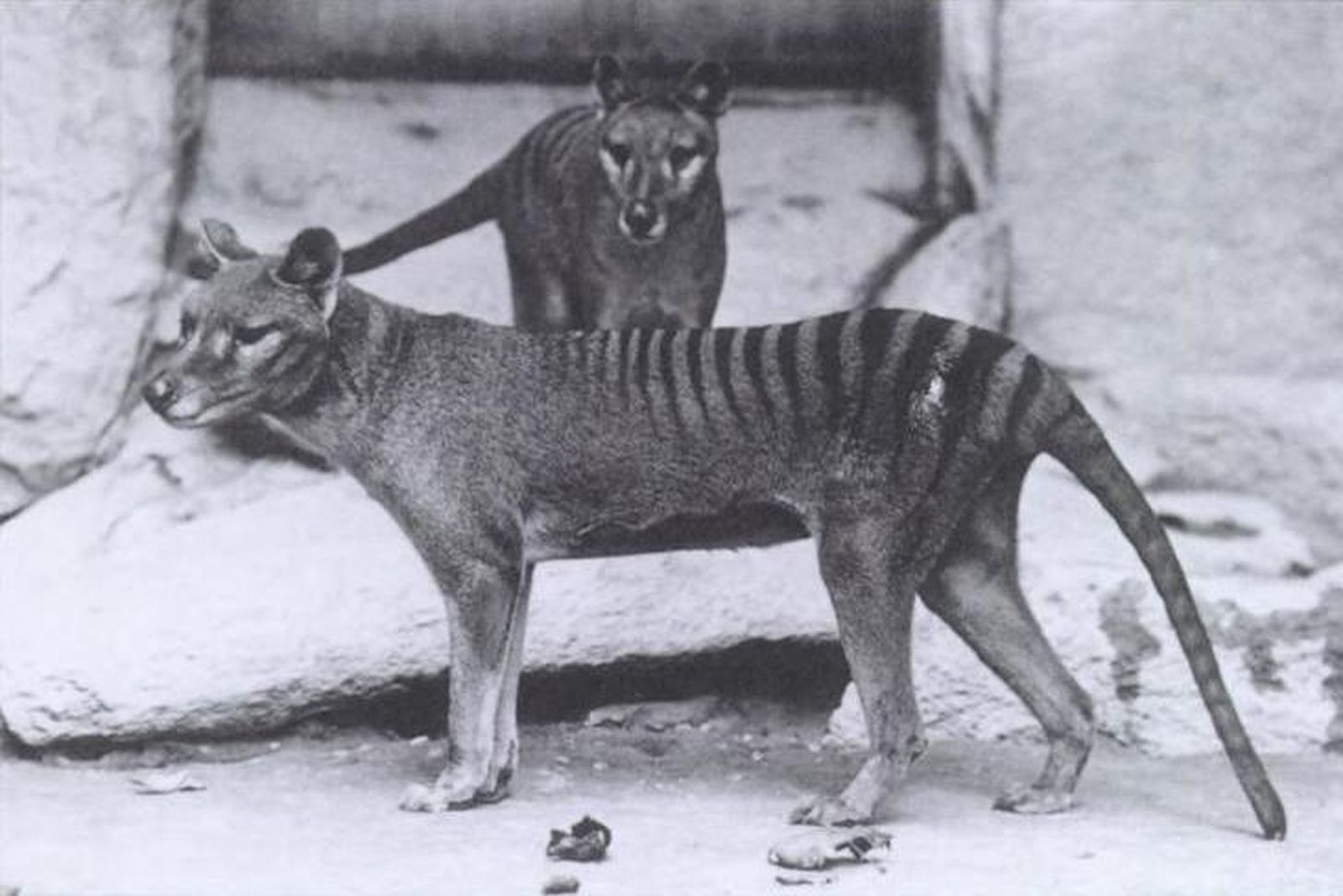 Tigre de Tasmania