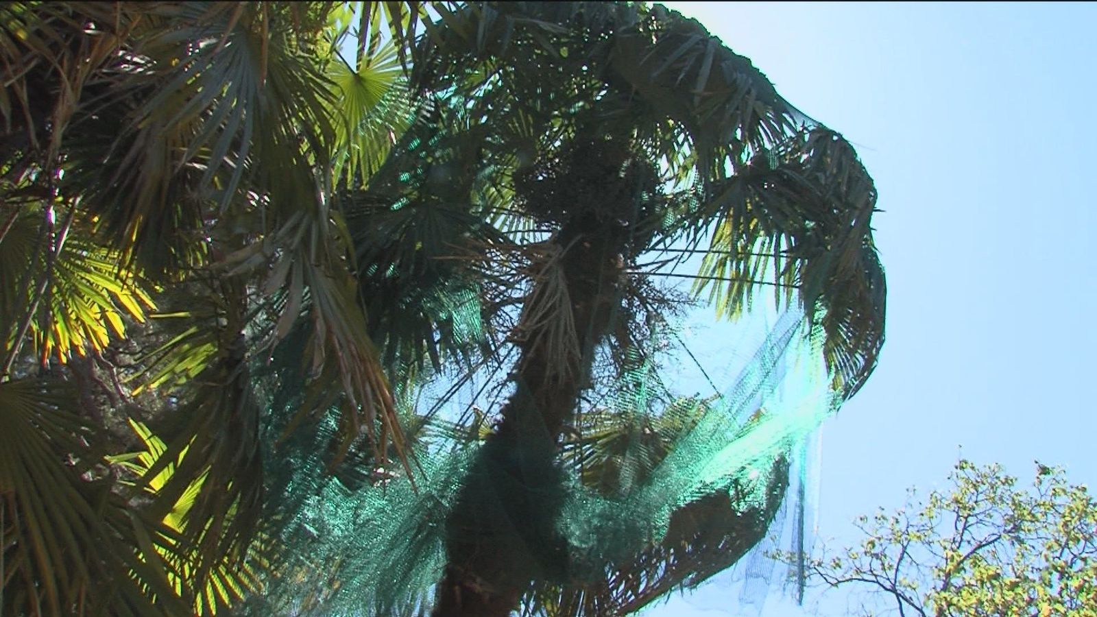 El Jardín Botánico renueva las palmeras afectadas por Filomena