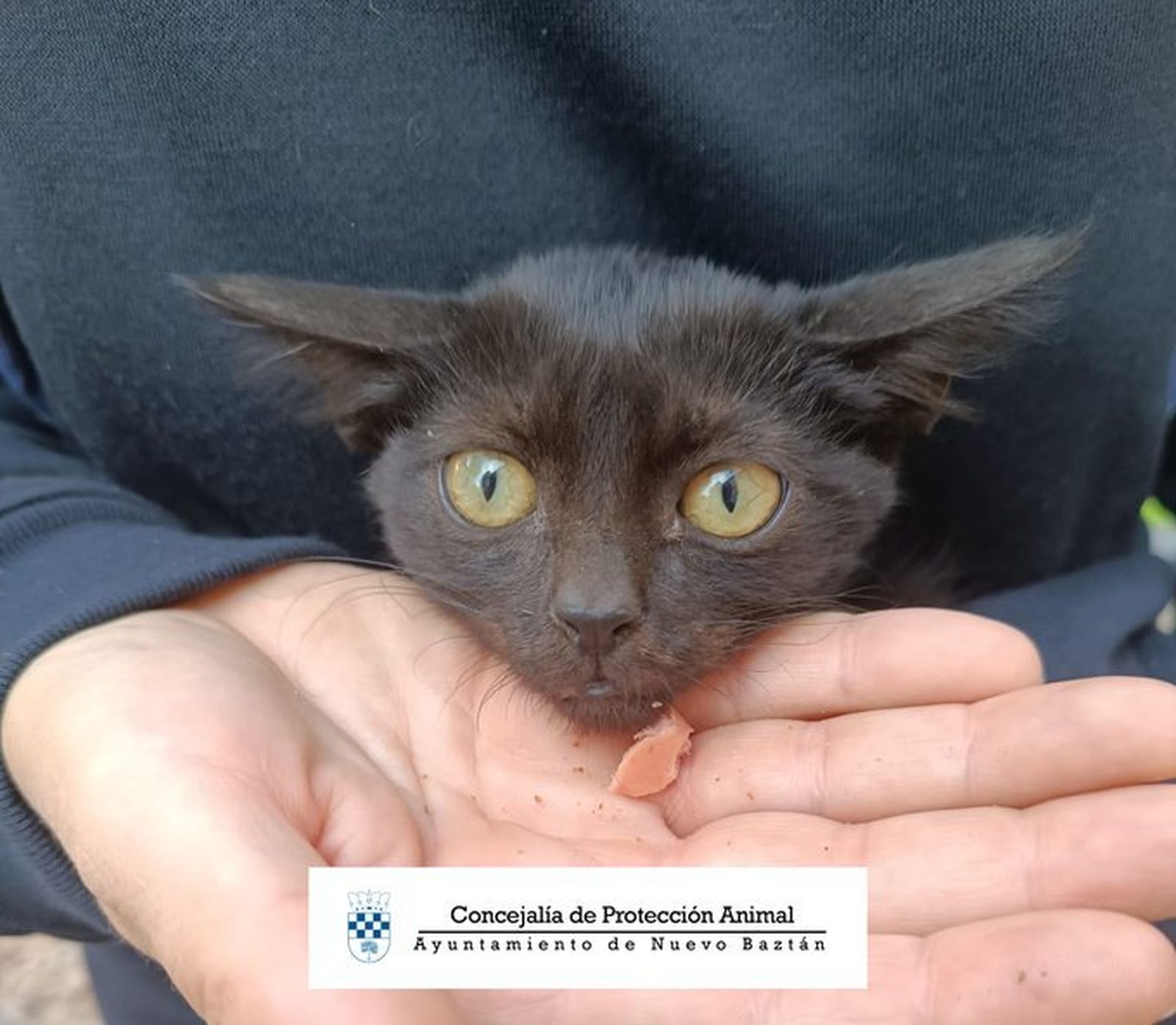Uno de los gatos rescatados en Nuevo Baztán
