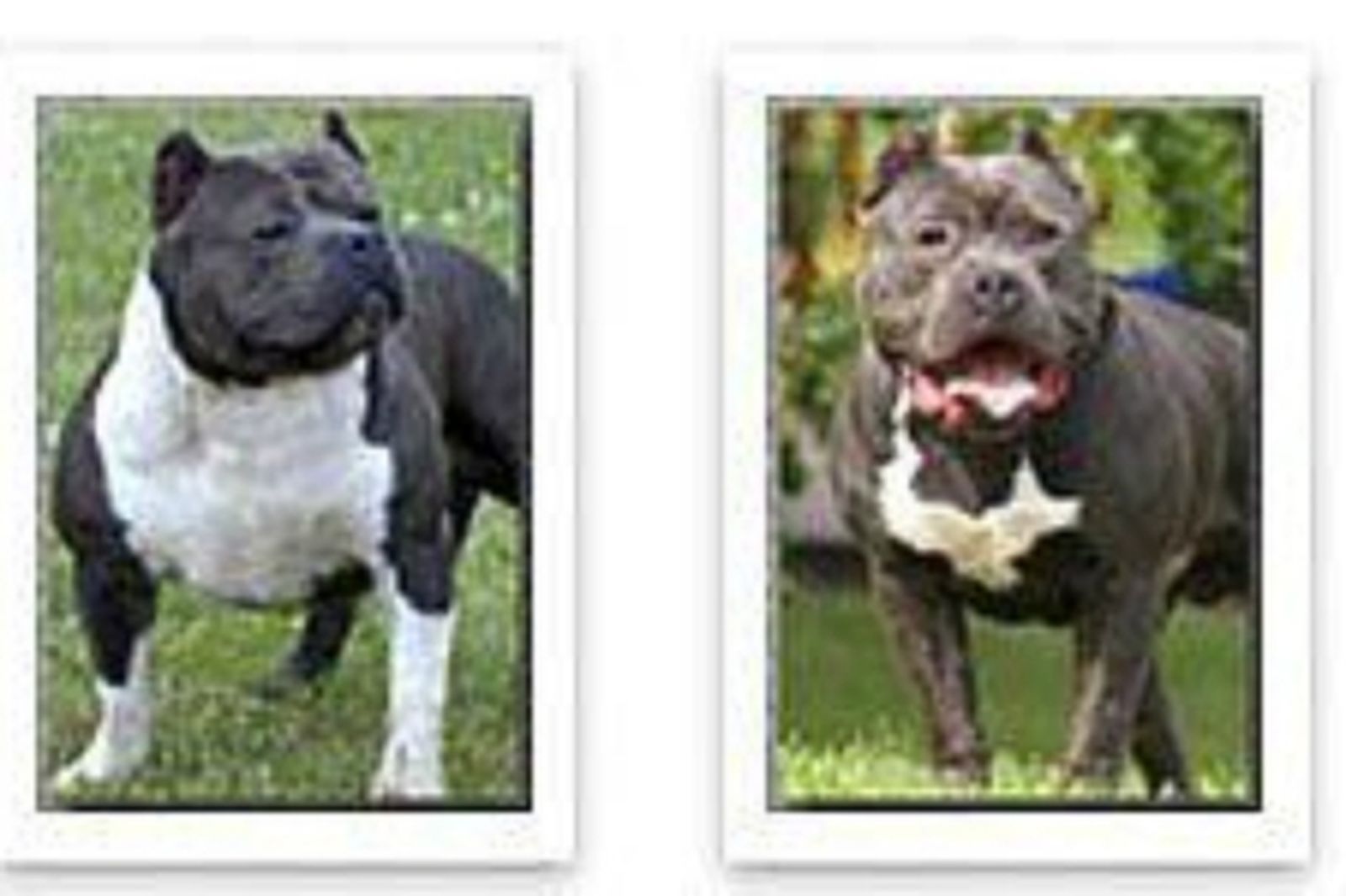perros_bully