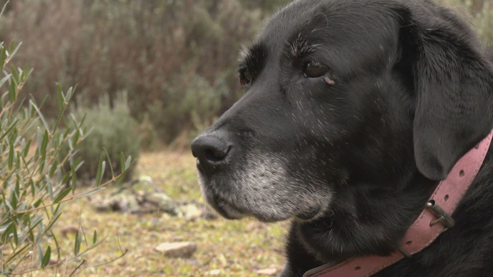 Fifi y Alma: dos perros a los que la adopción les cambió la vida