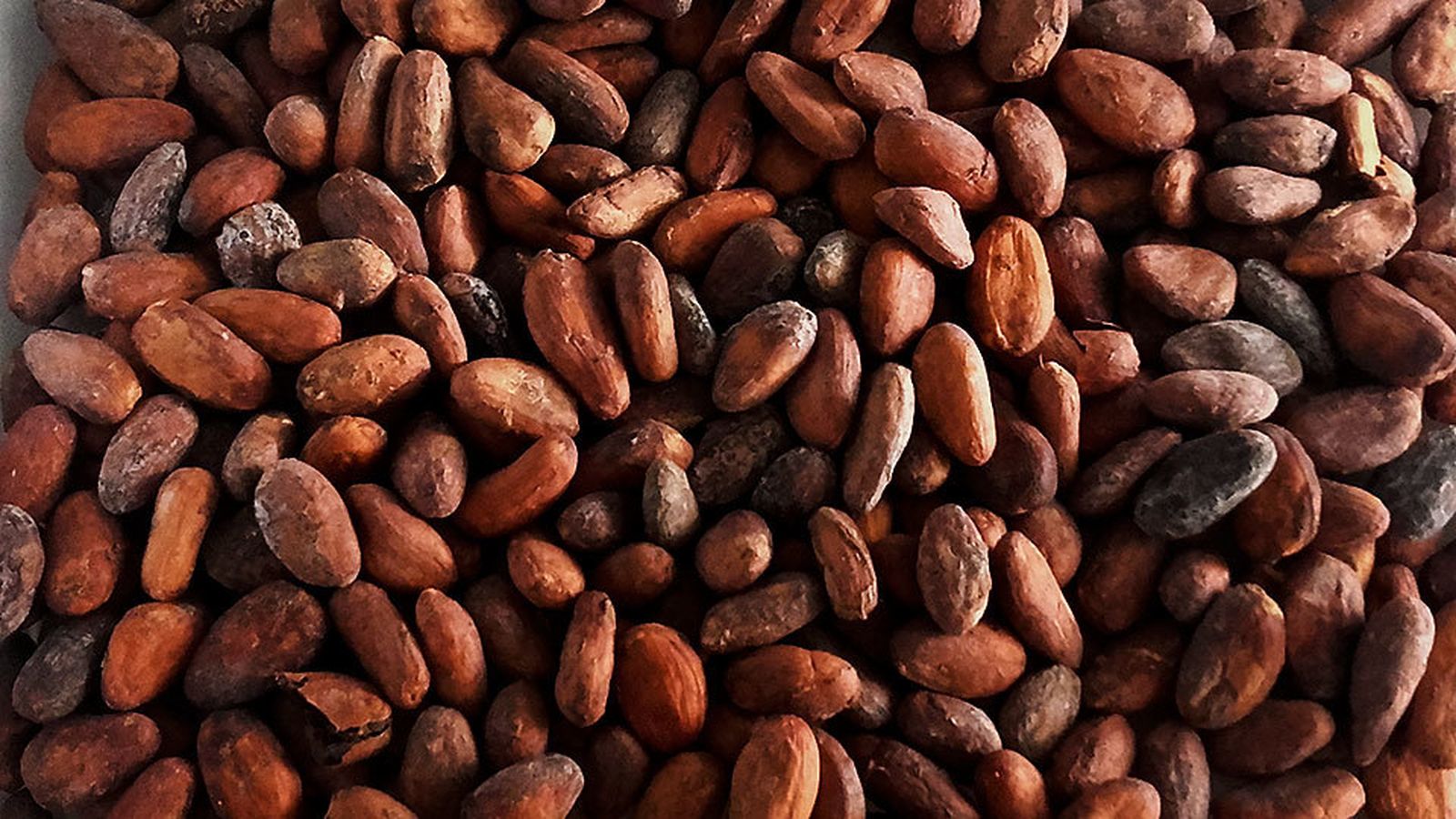Semillas de cacao