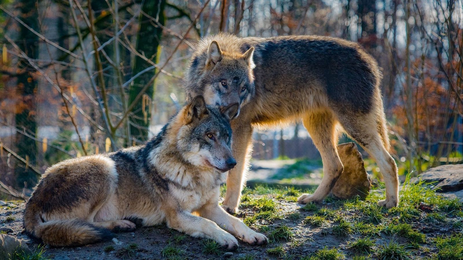 La Comunidad de Madrid sube un 25% las ayudas a los ganaderos por ataques de lobo