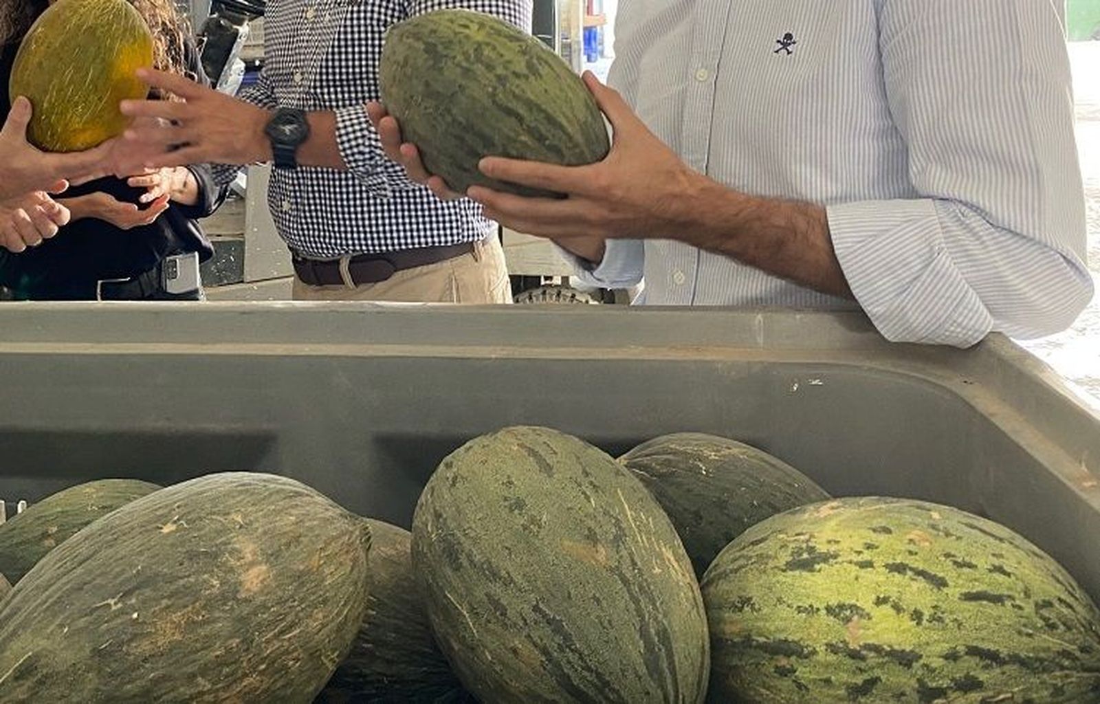 Los melones de Villaconejos, en peligro por los cortes de agua